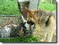 Jen počkej(te), zajíci...