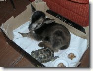 Kozlík s želvičkou