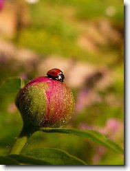 Beruška na pivoňce