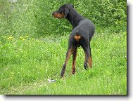 Hlídám...a to mi je teprve 7měs...vrhafrr