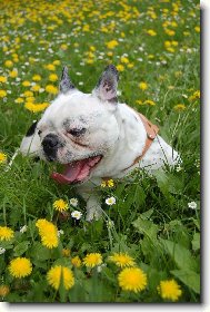 odpočinek v pampeliškách