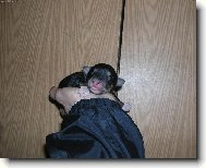 Štěnátko v "ponožkách"