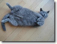 Šťastná budoucí máma