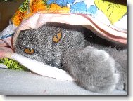 Britská modrá kočka