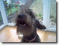 ja jsem upír ale nikdo to o mě ještě neví:o)