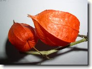 židovská třešeň