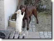 ...máme se rádi jako pes a kočka...