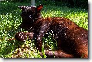 odpočinek po bitvě