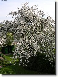 Jako nevěsta (jabloň)