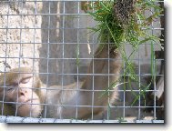 Naše zvědavá opička Mamina