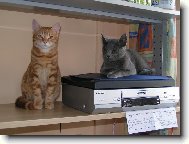 Cipísek a Jurášek