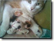 mamka s koťátky,18. 05. 06 narozené