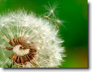 Odkvétající pampeliška