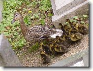 nový život se zrodil na hřbitově