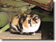 babiččina Lízinka