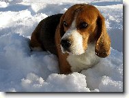 Pózování ve sněhu