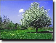 Samotář v rozkvětu