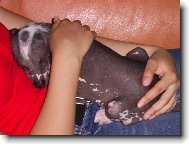 Acronek při mazlení