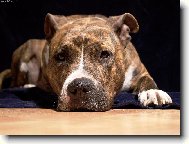 Už toho focení nech...