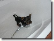 pooomoooc...jsem já vůbec york?