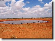 marabuové u napajedla