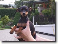 na rukou mě nosit...