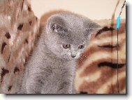 Naše kočička ELLY