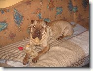 Apollo - zimu nemám rád!