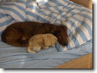 Bobinka a Méďa jsou kamarádi