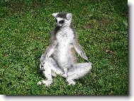 Lemur ZOO Lešná