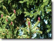 Kvetoucí jehličnany