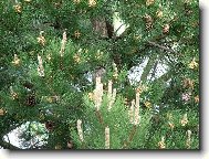 Kvetoucí jehličnany