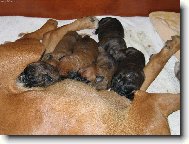 krmení dravé zvěře