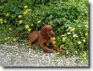 Dáma s pampeliškami