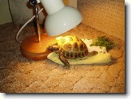 Bobina-želva čtyřprstá