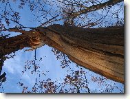 strom otočený bleskem