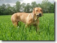 Aerinka přežvikuje