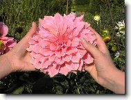 Radost v nás, skrývá se v květinách!:-)