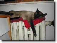 Po dobrém obědě....