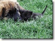 Pohádka o pejskovi a kočičce.