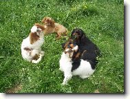 King Charles španěl - všechny barvy