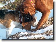 nejlepší kamarádi