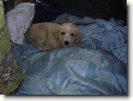 Já neusnu,když budeš tak dupat