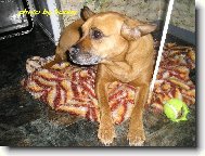 Wikinka(smíšený plemeno psa)