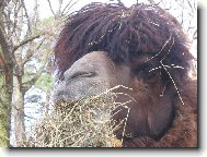 ja sem ale chlupač co...