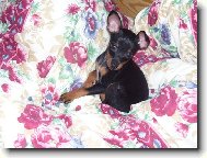 Šípková růženka