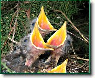 Přišel čas krmení