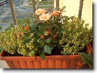 Růže v mateřídoušce