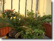 Květinové zátiší