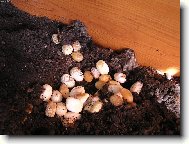 Vejce užovky červené